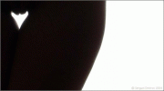 8cb70524028992.gif