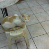 Posted Image
